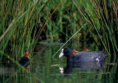 Eurasian Coot coot, dune cub, fulica atra, chick, adult, birds, coot, coot, adult, sexually mature,
