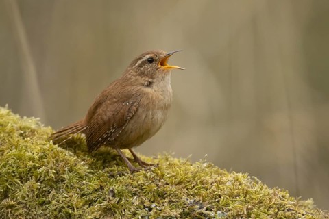 Eurasian wren (Troglodytes troglodytes) adult garden bird singing on a tree branch in spring,