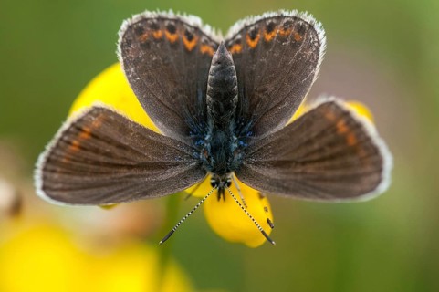 Argus blue, plebeius argus, silver-studded blue, butterfly, insects, butterfly, butterflies