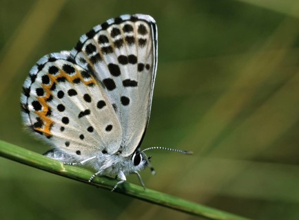 Chequered blue, bluebird, Scolitantides Orion, butterfly, insects, butterfly, butterflies