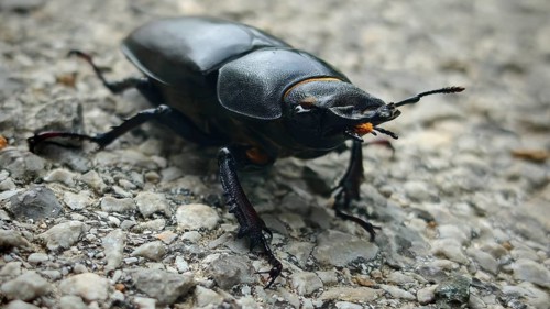 Ground-level view: a close-up of a female stag beetle (Lucanus cervus) on stony ground, Slunj,