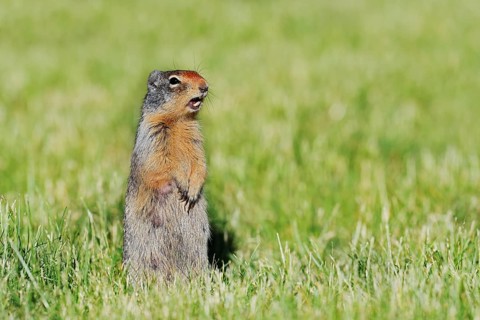 Columbia ground squirrel (Urocitellus columbianus, Spermophilus columbianus), Waterton Lakes