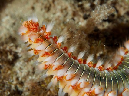 Close-up of a bristle worm with striking red bristles, the fire bristle worm (Hermodice