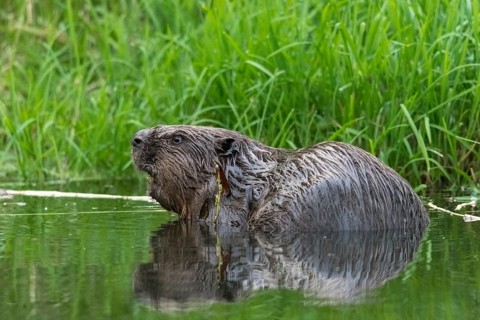 Beaver, castor fiber albicus, elbe beaver, Eurasian beaver, European beaver, rodents, rodentia,