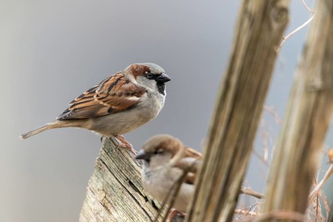 House sparrow, passeri, songbirds, sparrow, birds, garden fence, male, passeri, songbirds, sparrow,