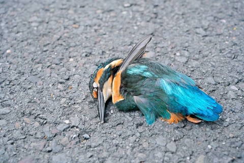 A kingfisher (Alcedo atthis) lies dead on a road, a roadkill victim, North Rhine-Westphalia,