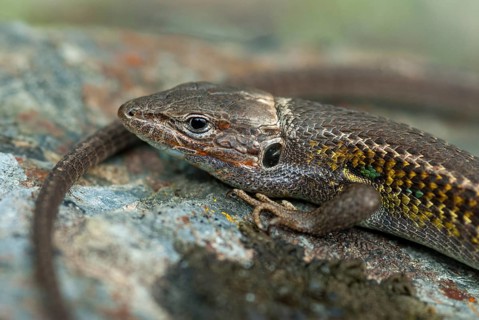 Algerian Sand Racer, Algerian Sandstrider, Psammodromus Algirus, Critters, Lizards, Extremadura,