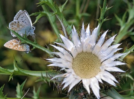 Lysandra coridon, polyommatus coridon, silverblue, silvergreen blue, butterfly, chalkhill blue,
