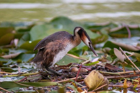 Great crested grebes, podiceps cristatus, birds, grebes, podicipedidae, divers, birds, waterbirds,