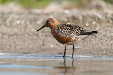 Calidris canutus, knot, knutt, coastal sandpiper, red knot, birds, breeding plumage, brood dress,
