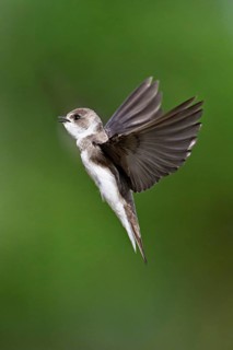 Sand martin (Riparia riparia), in flight, Reussegg nature reserve, Canton Aargau, Switzerland