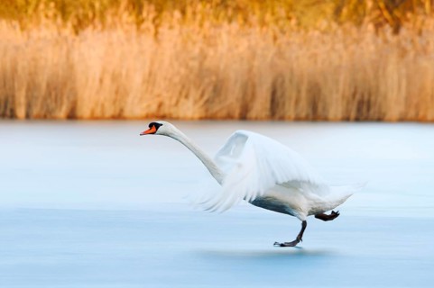 A mute swan (Cygnus olor) takes flight from a frozen lake in winter, North Rhine-Westphalia,