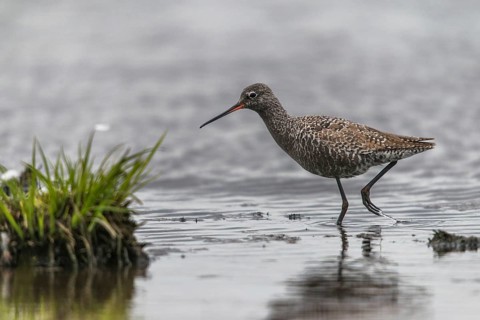 Dark water strider, spotted redshnak, tringa erythropus, birds, charadriiformes, limikolen, snipe