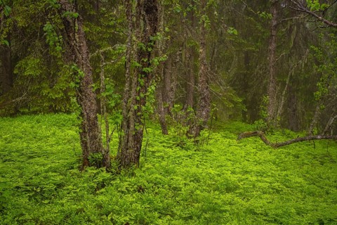 View of weathered birch trees in a dense forest in rain, Gol, Halligdal, Buskerud, Norway