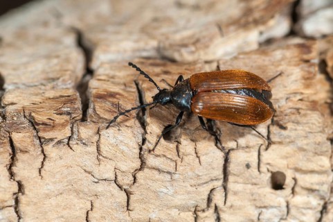 Brown Saw-Horned Darkling Beetle, Pseudocistela Ceramboides, Saw-horned Longhorn Plant Beetle,