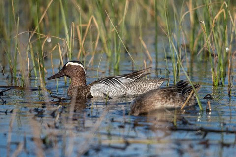 Anas Querquedula, Garganey, Granelli, Italy, crisp duck, Pantano Cuba lagoon, Pantani Cuba and