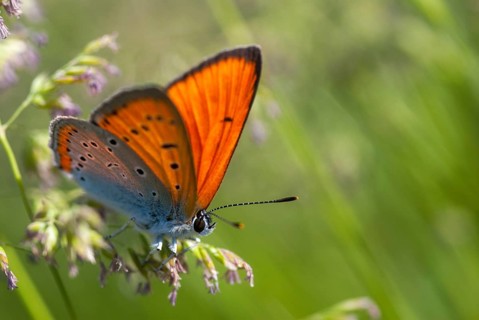Large Copper, Lycaena Dispar, Bulgaria, Butterfly, Insects, Insects, Male, Butterfly, Butterflies