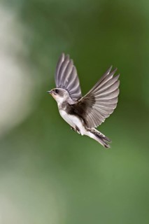 Sand Martin (Riparia riparia), in flight, Reussegg Nature Reserve, Canton of Aargau, Switzerland