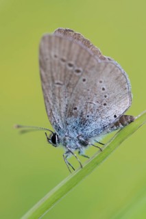 Cupid minimus, little blue, dwarf blue, butterfly, high size, portrait format, insects, butterfly,