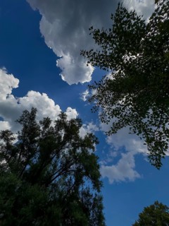 Accumulation of Cumulus cluster clouds, cumulus clouds, fair weather clouds against a blue sky