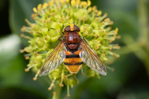Hornet mimic fly (Volucella zonaria) adult insect on an Ivy flower, Suffolk, England, United