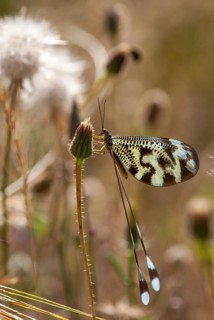 Below thread lacewing, threadlike, Nemoptera bipennis, southwestern European threadlike,