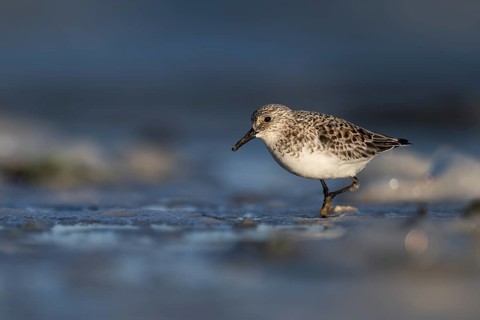 Avocet (Recurvirostra avosetta), Texel, Netherlands