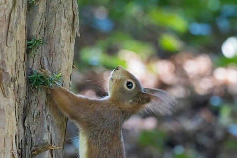A squirrel (Sciurus vulgaris) gazes intently at the sky while hanging from a tree trunk, Hesse,