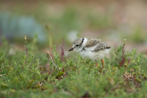 Ringed plover (Charadrius hiaticula) juvenile baby wader bird amongst vegetation on a beach in