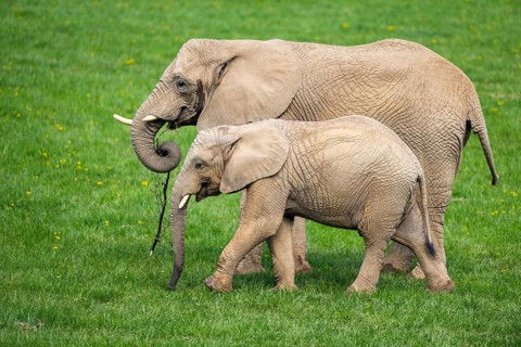 African bush elephant (Loxodonta africana) mother with calf (youngster) standing on a meadow,