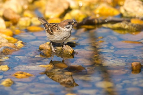 Tree Sparrow, Passer Montanus, Sparrow, Tree Sparrow, Bath, Bird Bath, Birds, Mirror, Passeri,