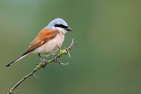 Red-backed shrike (Lanius collurio), male sitting on a branch, North Rhine-Westphalia, Germany