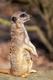 Meerkat (Suricata suricatta) standing sweet and curious in the desert, captive, occurrence Africa