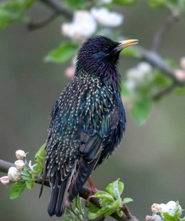 Star, Starling, Sturnus Vulgaris, Birds, Spring, High Size, Portrait, Meadow Orchard, Passeri,