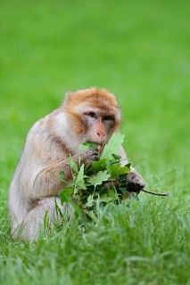 Barbary macaque or magot (Macaca sylvanus) sits in a meadow and eats oak leaves, occurring in