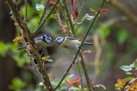 Blue tit (Cyanistes caeruleus) feeding its young in a rose bush, Bavaria, Germany