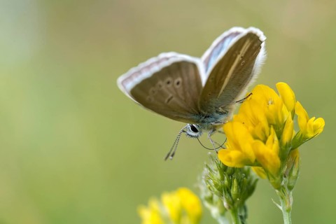 Damon blue, large esparset blue, polyommatus damon, striped blue, white dagger blue, butterfly,