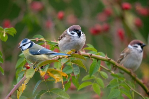 Blue tit, tree sparrow, dog rose, parus caeruleus, passer montanus, pink canina, rosaceae, rose