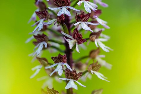 Burnet orchid (Neotinea ustulata), orchid family (Orchidaceae), spring, Liliental, Ihringen,