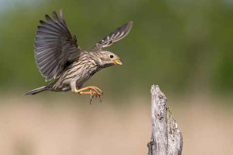 Brandenburg, Corn Bunting, Germany, Emberiza Calandra, Corn Bunting, Miliaria Calandra, Nabu, Nabu