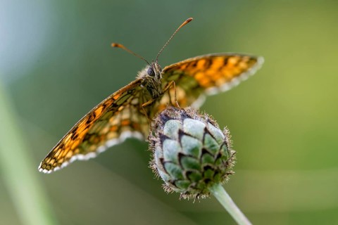 Common butterflies, heath fritillary, melitaea athalia, quail wheat moth, butterfly, insects,