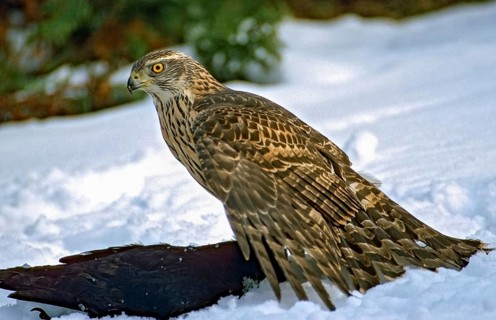 Accipiter gentilis, accipitriformes, goshawk, hawk, birds, capture, birds of prey, immaturus, crow,