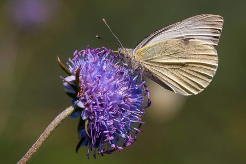 Small white cabbage, white cabbage, Pieris Rapae, small white, butterfly, insects, butterfly,