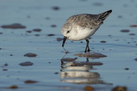 Sanderling (Calidris alba) adult wading bird in winter plumage feeding on a beach, Norfolk,