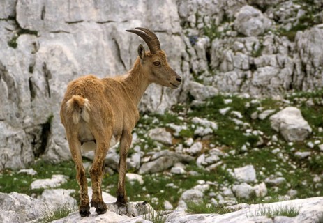 Alpine ibex, artiodactyla, capra ibex, even-toed ungulate, cloven-hoofed, Slovenia, ibex, Triglav