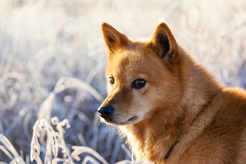 Animals, mammals, dogs, dog, portrait, winter, Finnish Spitz in the morning sun, Lapland, Finnish