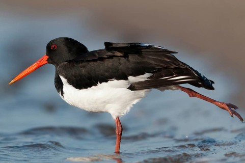 Oystercatchers, Haematopus ostralegus, oystercatchers, birds, charadriiformes, limikolen, snipe
