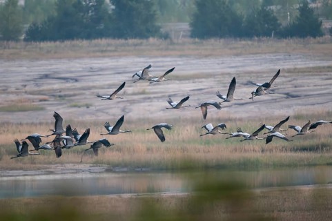 2010, Brandenburg, Crane, Germany, grus grus, crane, national natural heritage, natural paradise