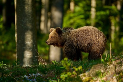 A brown bear is watching its surroundings in the forest closely: European brown bear (Ursus