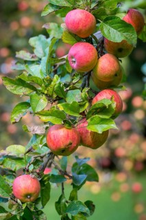 Cultivated apple, Malus domestica, rosaceae, rose family, apple, flora, high size, portrait format,